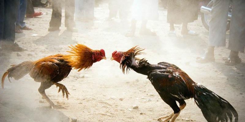 Quy trình 5 bước chi tiết để thành viên BJ88 tham gia đặt cược đá gà Quy trình 5 bước chi tiết để thành viên BJ88 tham gia đặt cược đá gà