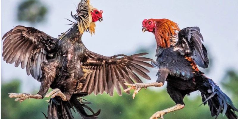 Tìm hiểu những ưu điểm mang tới sự thành công của đá gà tại trang chủ BJ88 Tìm hiểu những ưu điểm mang tới sự thành công của đá gà tại trang chủ BJ88
